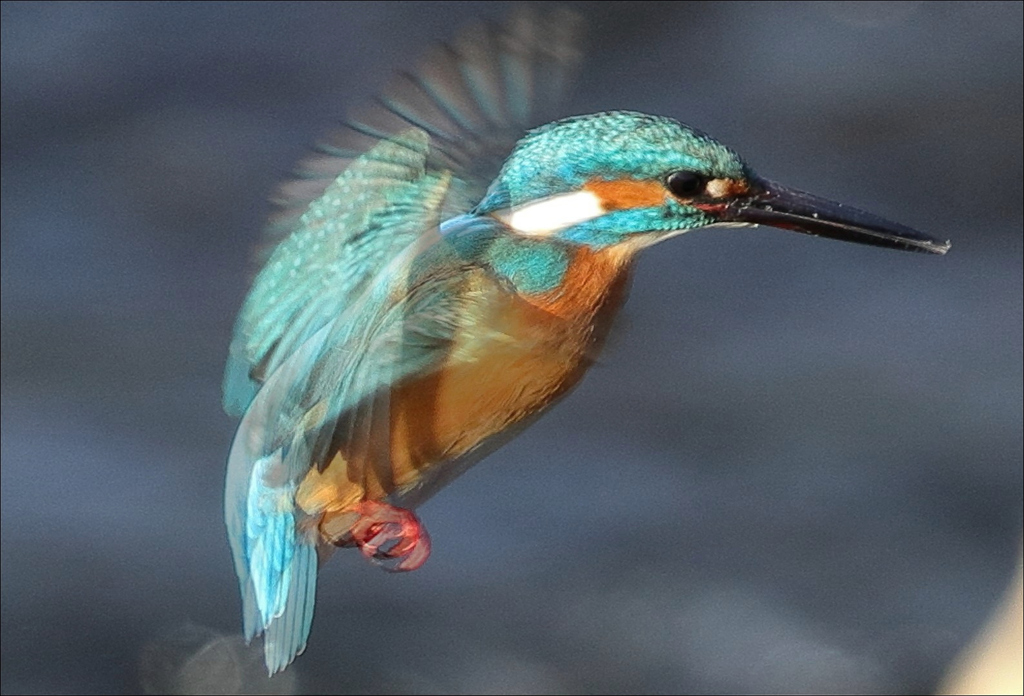 カワセミホバリング重ね合わせ