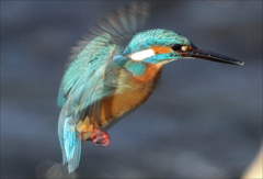 カワセミホバリング重ね合わせ