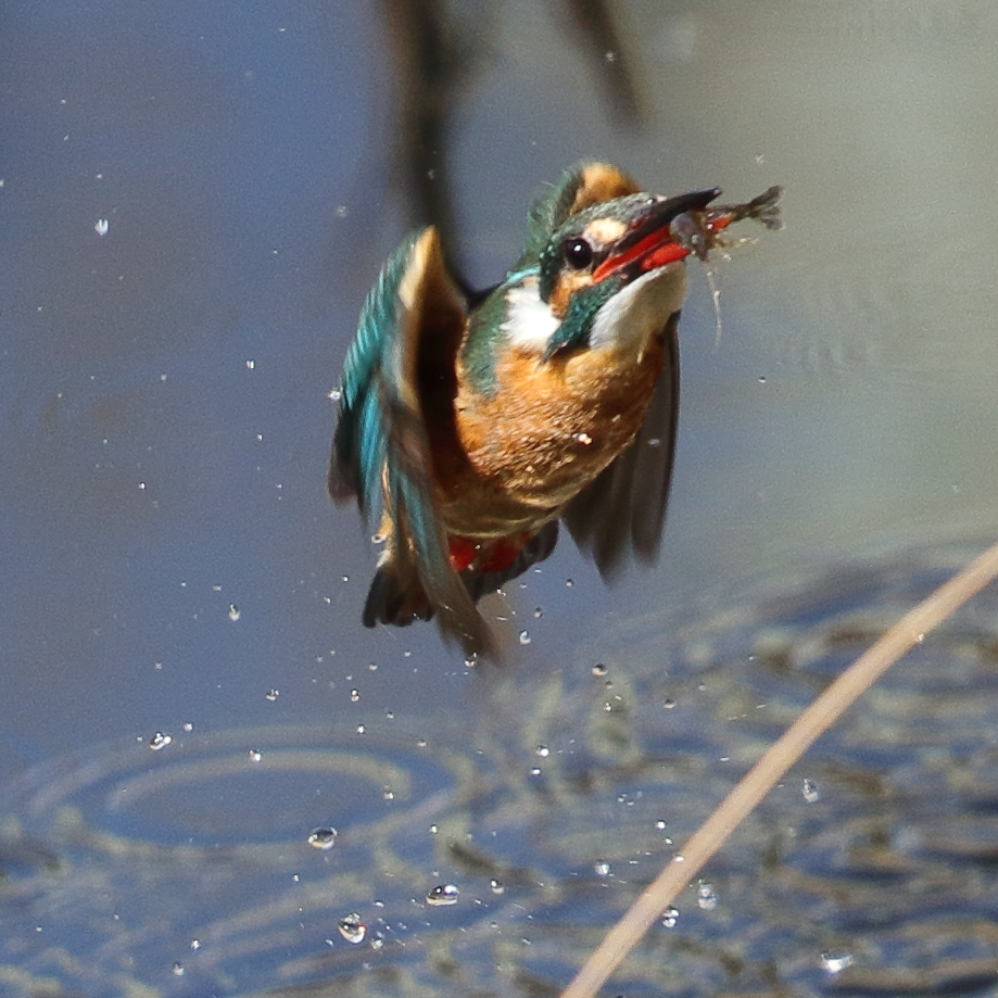 カワセミダイビング１