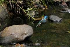 カワセミ①