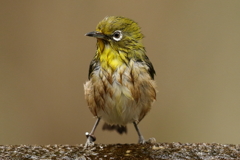 へんしーん