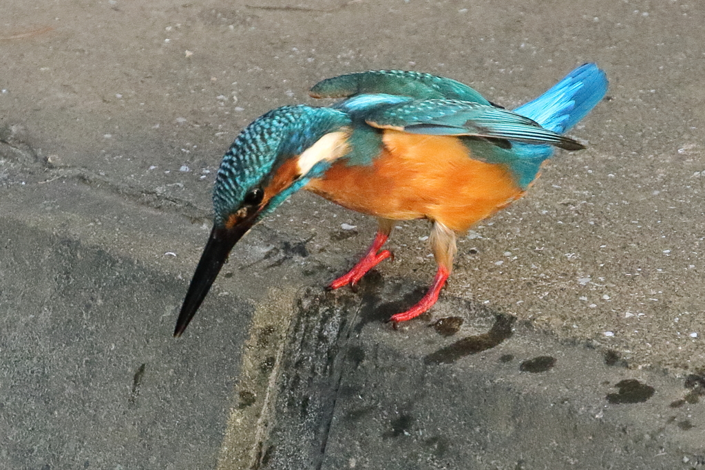 魚を振り回していて川に落としたカワセミくん