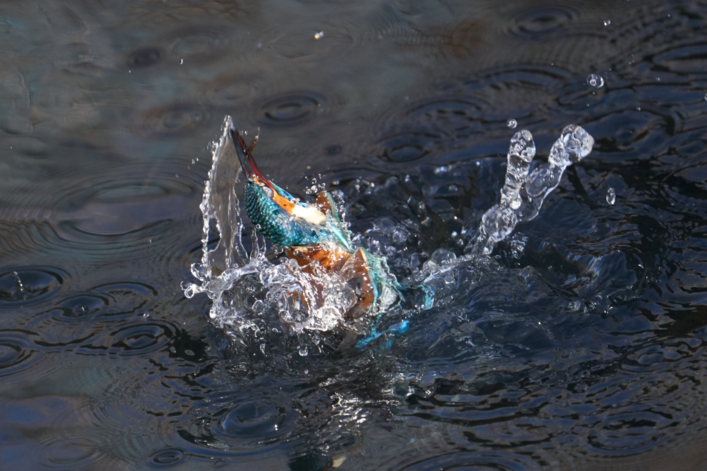 藻掻くカワセミ