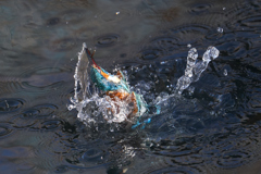 藻掻くカワセミ