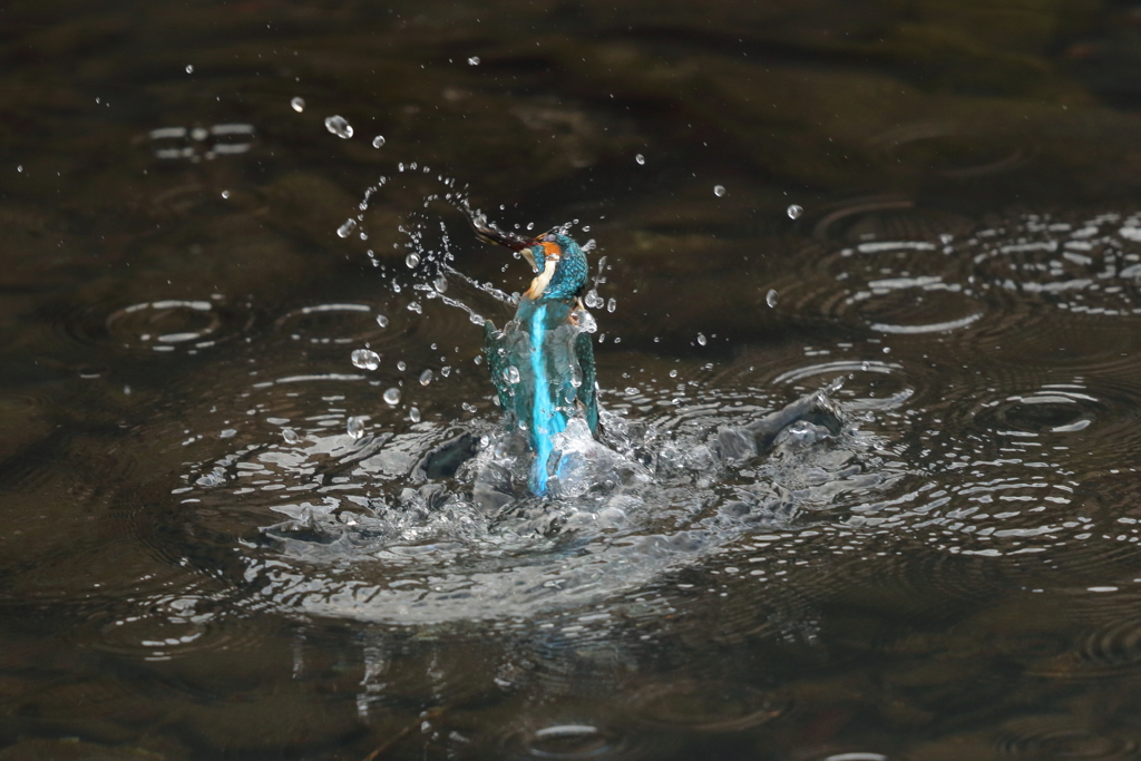 カワセミダイブ７