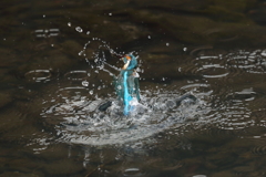 カワセミダイブ７