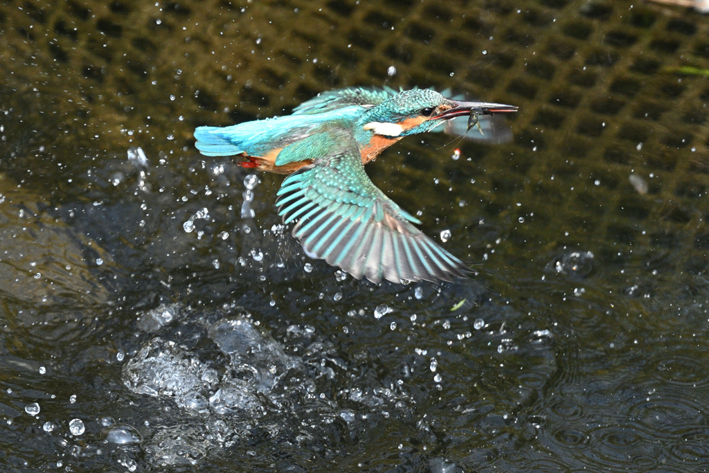 カワセミダイブ②