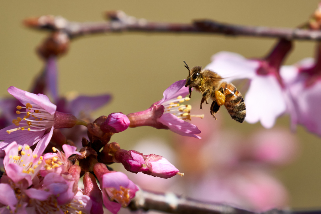 オカメ桜とミツバチ