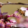 オカメ桜とミツバチ
