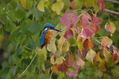 紅葉とカワセミ①