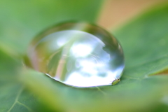葉っぱの水玉の重みに耐える小さな虫