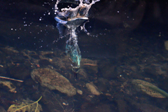 水中のカワセミ