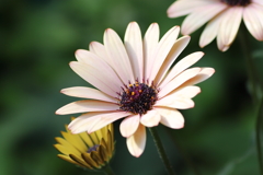 庭に咲いた春の花たち③