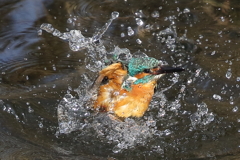 カワセミの水浴び４