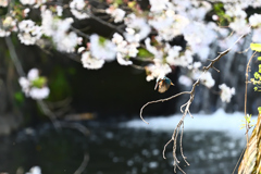 桜とカワセミ２