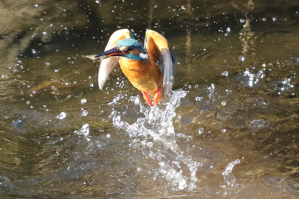 カワセミダイブ