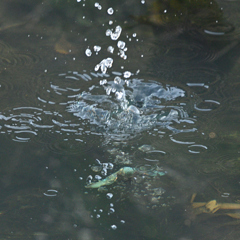 水中で魚を捕るカワセミ