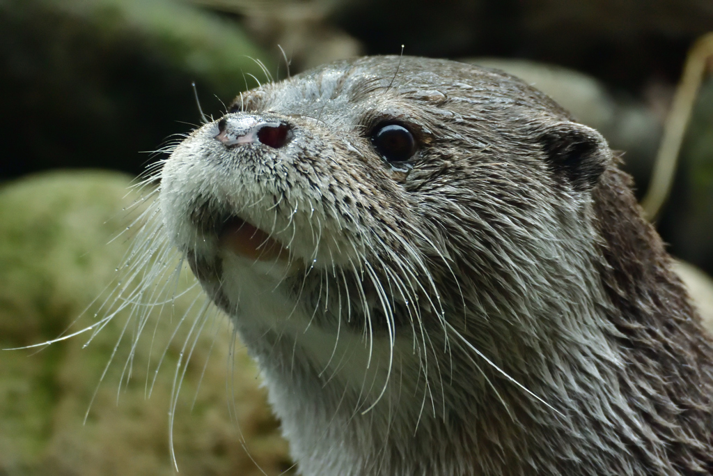 ズーラシアの動物たち②　カワウソ