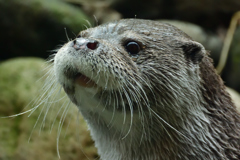ズーラシアの動物たち②　カワウソ