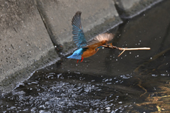 魚を捕るのが下手なカワセミ③