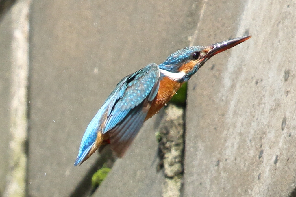 カワセミの水浴び