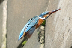 カワセミの水浴び
