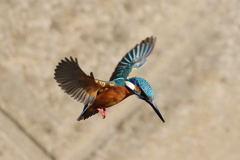 カワセミダイブ9