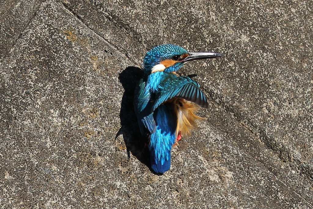 カワセミダイブ１1