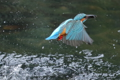 カワセミダイブ③