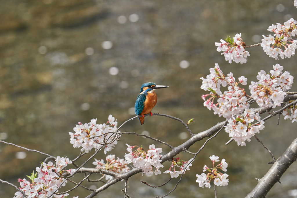 桜カワセミ２