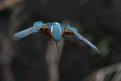 飛び出しから着水まで⑤