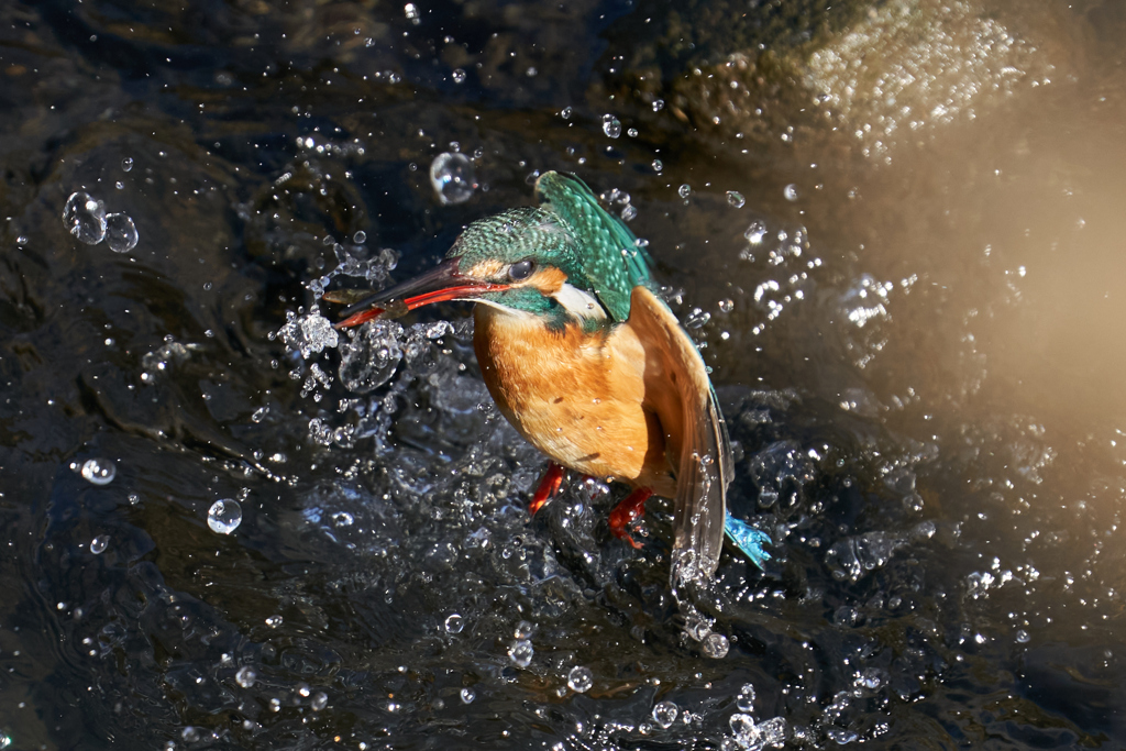 カワセミ水上がり３