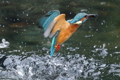 カワセミダイブ②