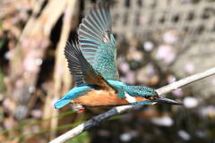 カワセミ