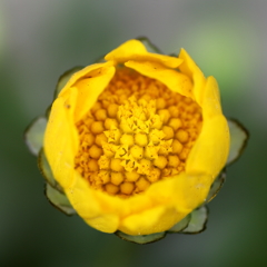 庭の花②