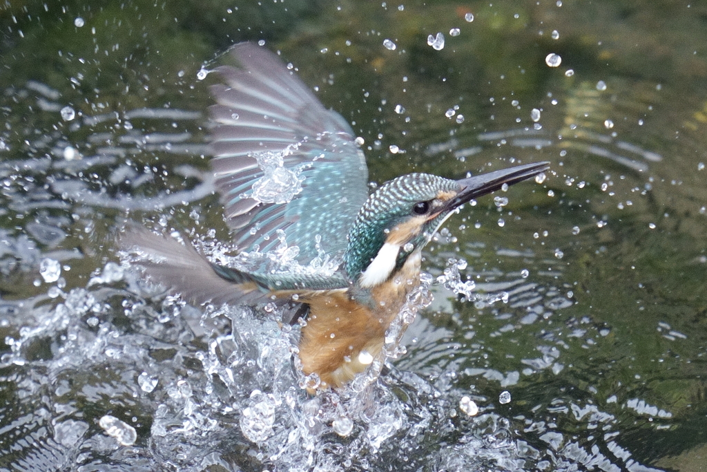 カワセミ幼鳥４