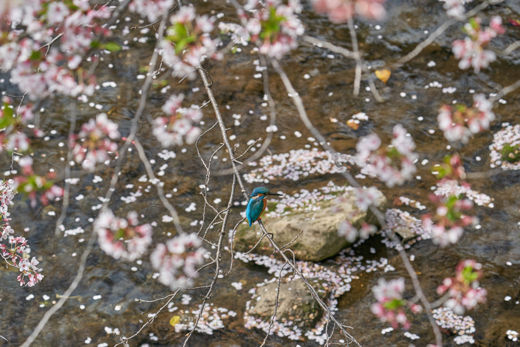 桜カワセミもそろそろ終わり3