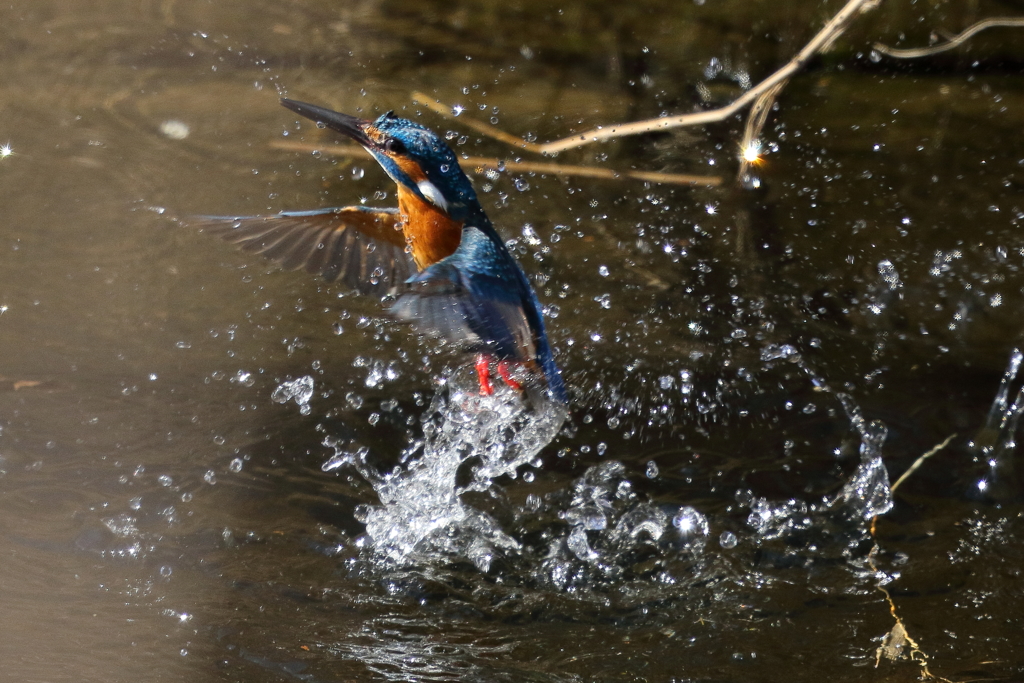 カワセミダイブ２