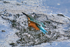 カワセミの水上がり