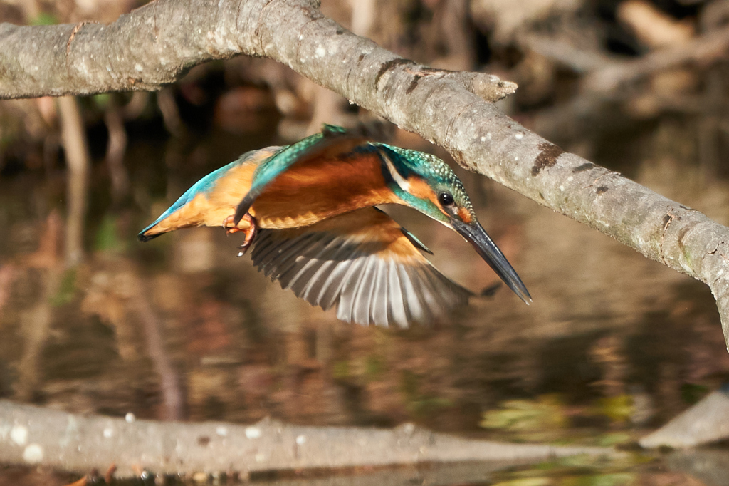 京都府立植物園のカワセミ②