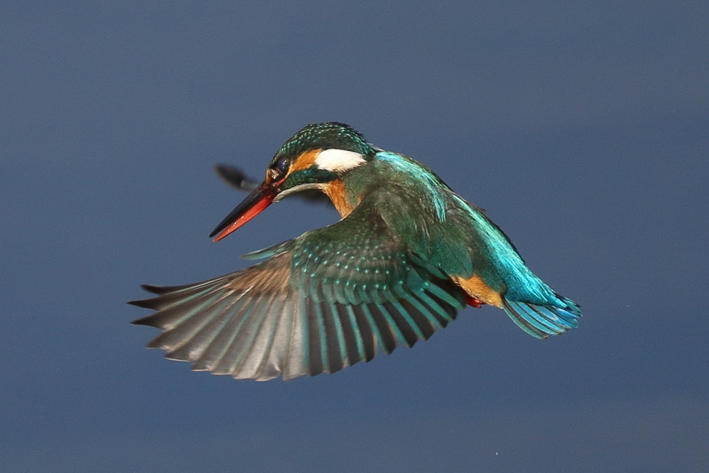 カワセミホバ１