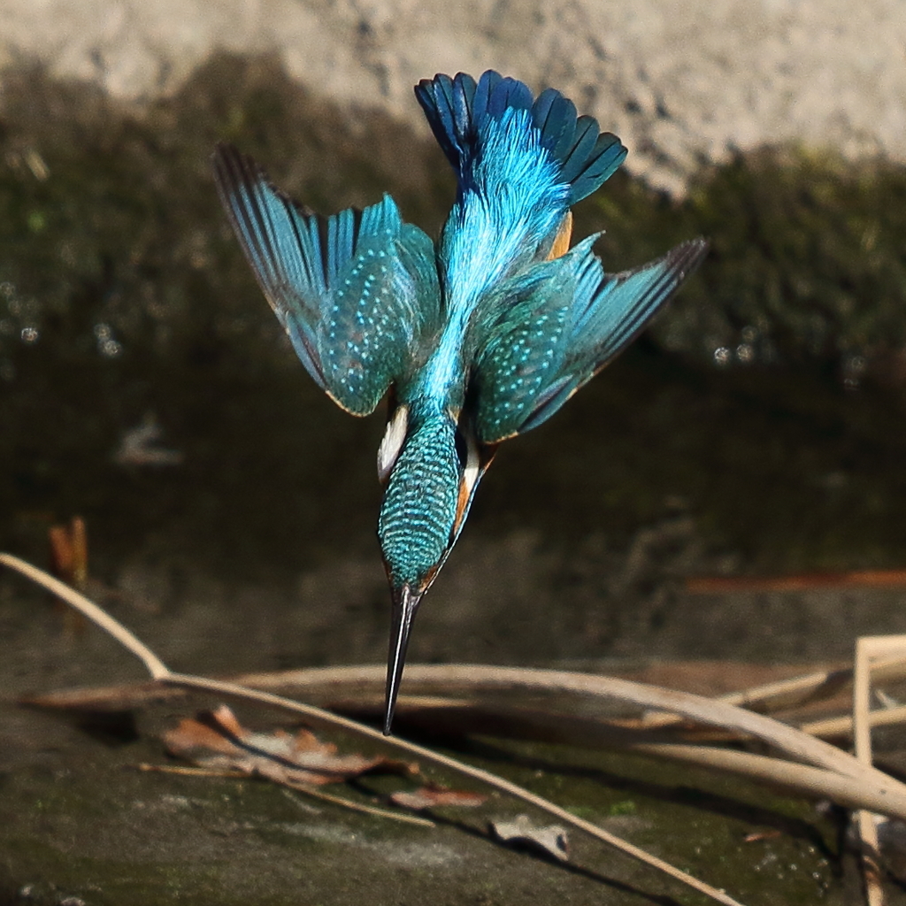 カワセミダイブ４