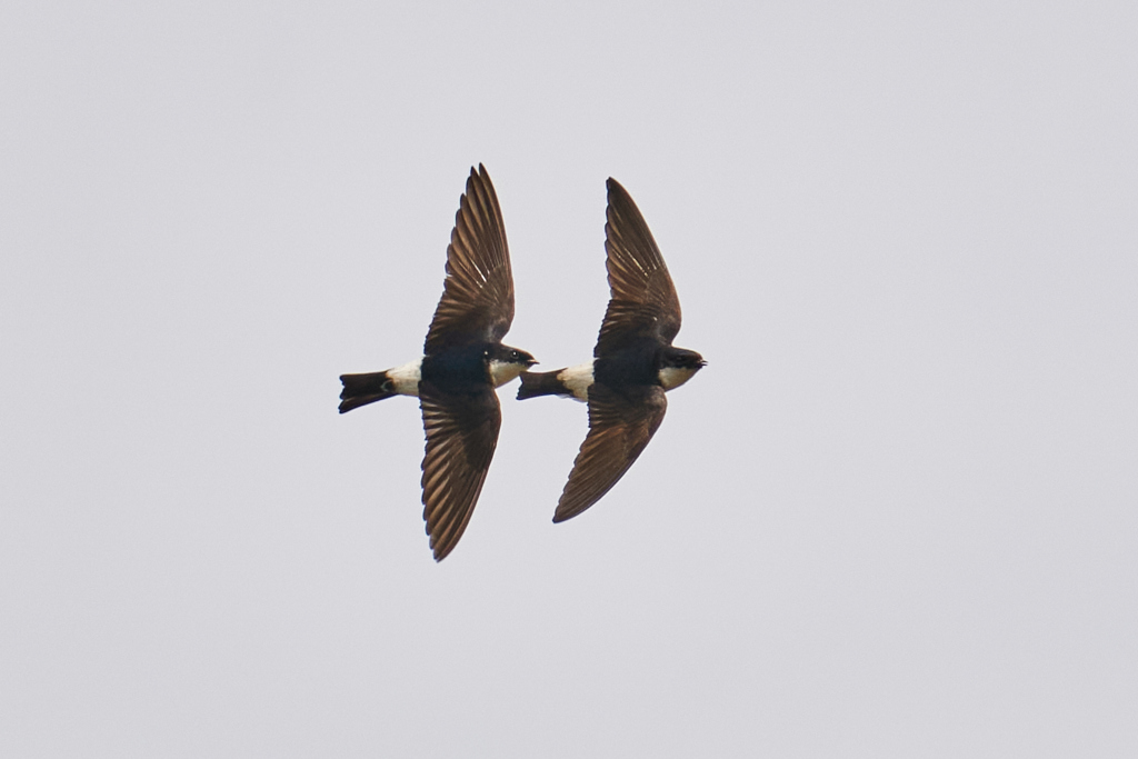 イワツバメのシンクロ飛行