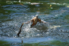 ドジョウ逃げる