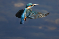 カワセミホバ（連続7）