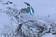 カワセミダイブ２