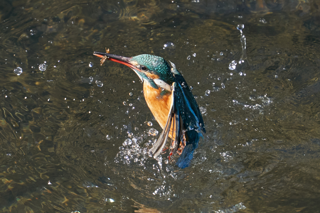 カワセミ水上がり