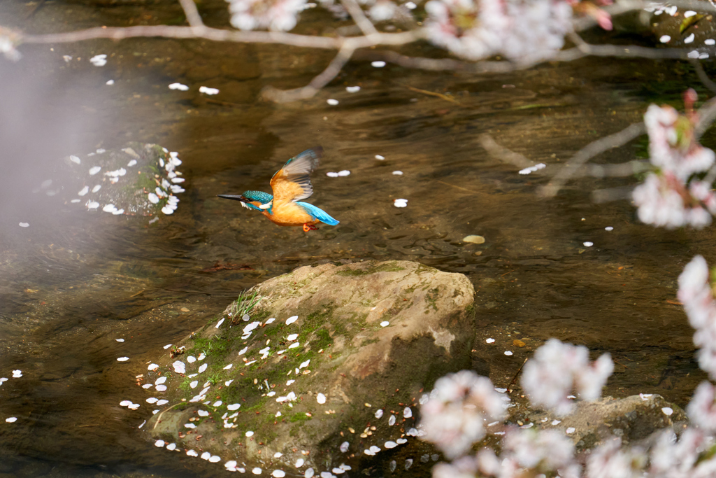 桜の間を飛ぶカワセミ