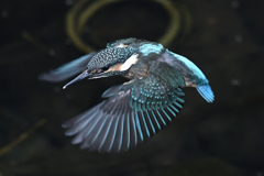カワセミ幼鳥