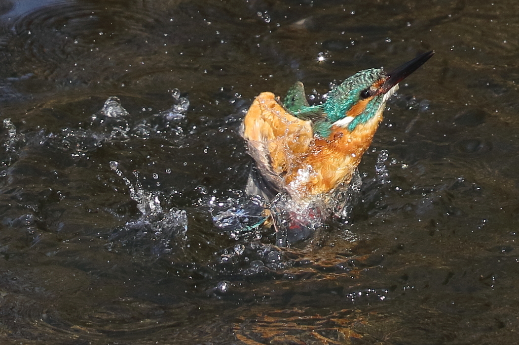 カワセミの水浴び５